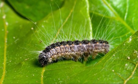 Bestrijding Eikenprocessierups We vinden het belangrijk dat we de natuur zoveel mogelijk haar werk laten doen in de strijd tegen de processierups. Je kunt de natuur een handje helpe