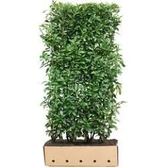Quick Hedge Prunus lusitanica Angustifolia hoogte 200 cm lengte 100
215.275

Webshop » Beplanting » Kant en klaar hagen