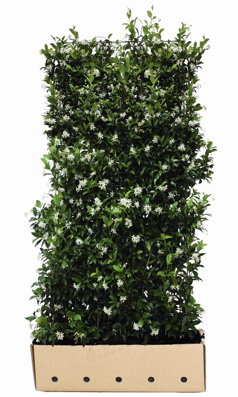 Quick Hedge Trachelospermum jasminoides hoogte 180 cm lengte 10cm
190.750545

Webshop » Beplanting » Kant en klaar hagen