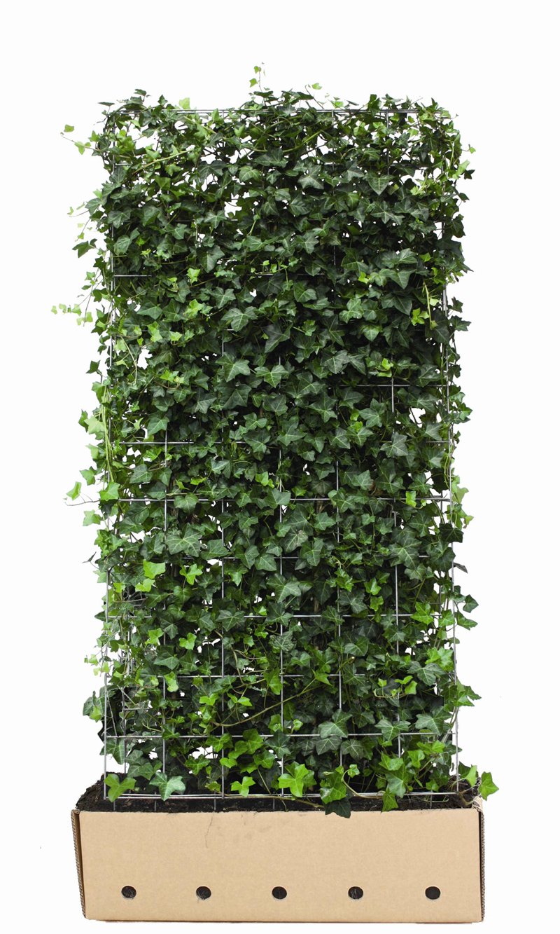 Quick Hedge Hedera hibernica hoogte 180 cm lengte 106
156.91313

Webshop » Beplanting » Kant en klaar hagen
