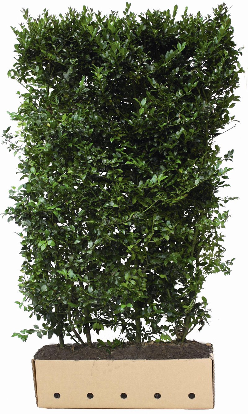 Quick Hedge Ilex meserveae Blue Maid hoogte 200 cm lengte 106
190.756104

Webshop » Beplanting » Kant en klaar hagen