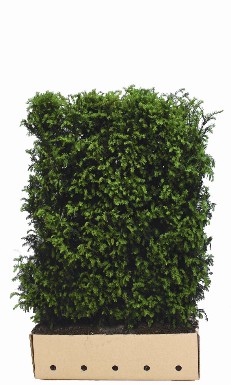 Quick Hedge Taxus baccata hoog 150cm lengte 106 Quick Hedge Taxus baccata hoog 150cm lengte 106