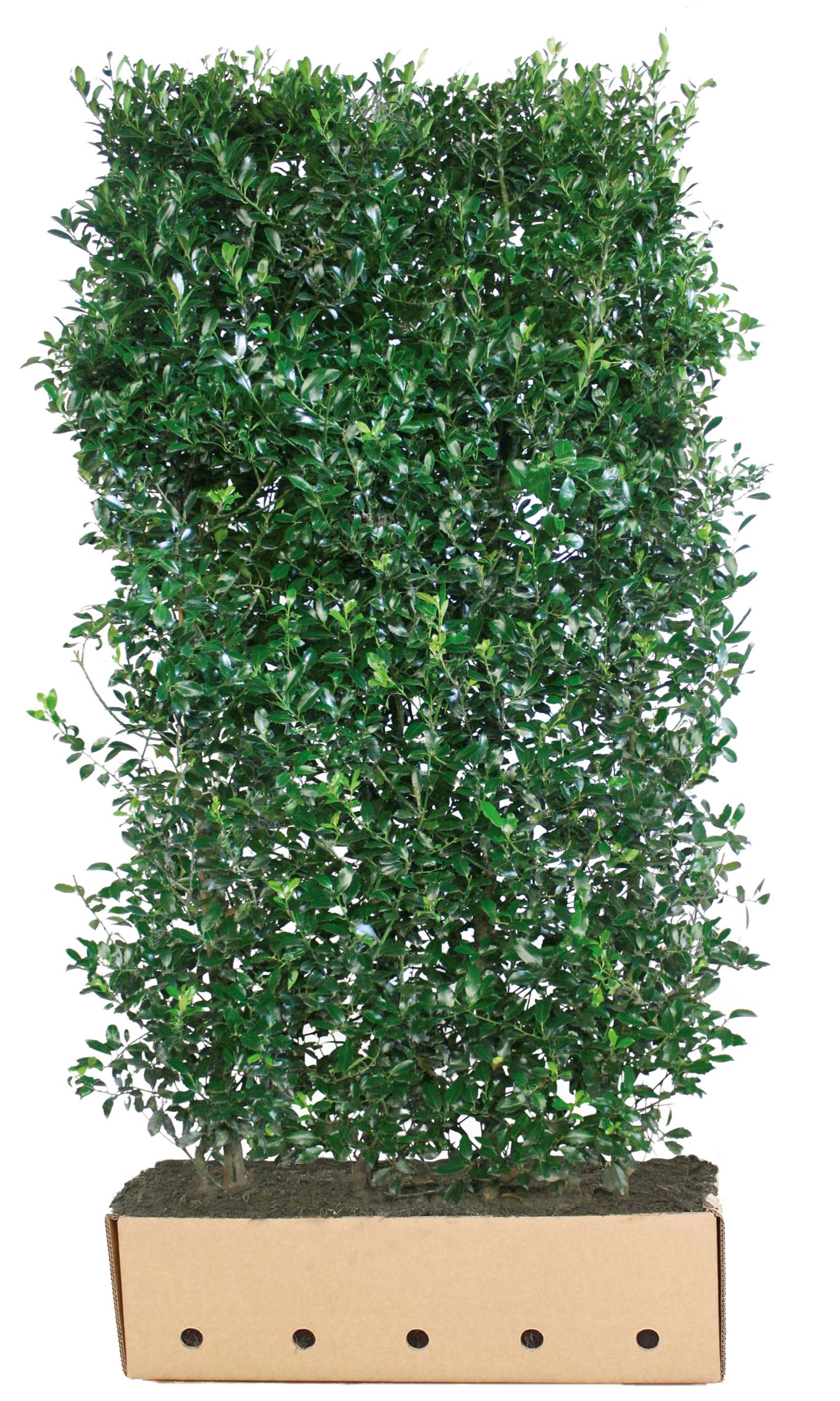 Quick Hedge Ilex meserveae Heckenpracht 180-200 cm (100x40 cm) Quick Hedge Ilex meserveae Heckenpracht 180-200 cm (100x40 cm)