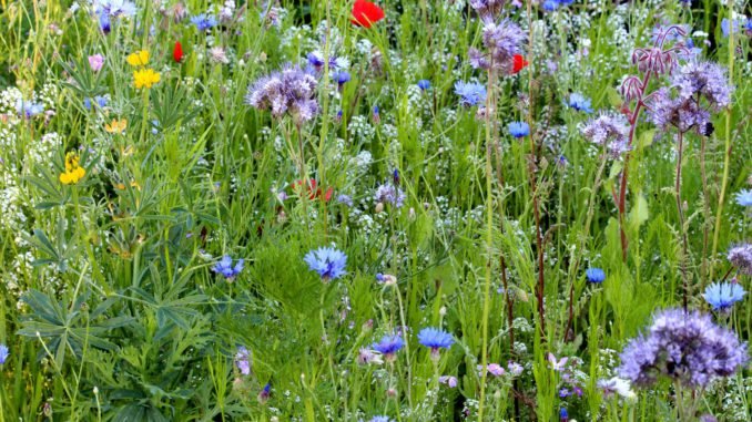 Bloemenmengsel Stay Green 2 - 100 gram Bloemenmengsel Stay Green 2 - 100 gram