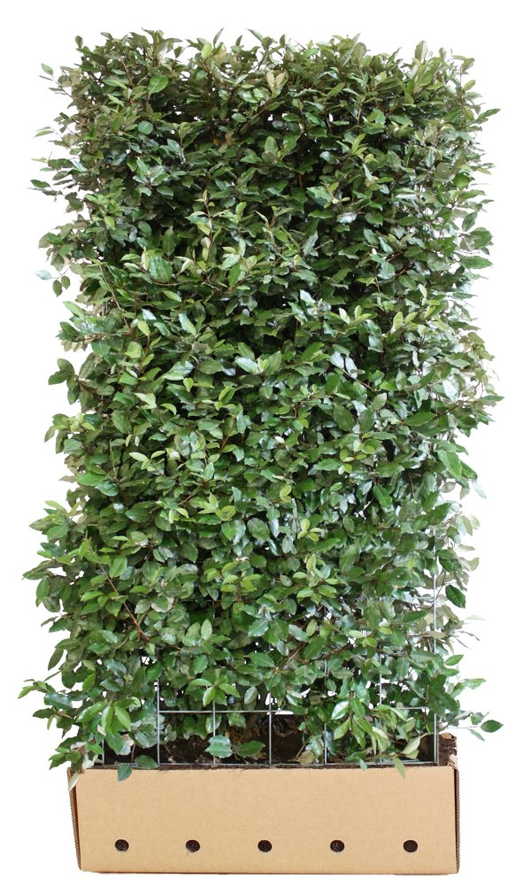 Quick Hedge Elaeagus ebbingei 'comapacta' 180 cm met rek Quick Hedge Elaeagus ebbingei 'comapacta' 180 cm met rek