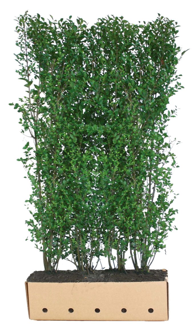 Quick Hedge Ligustrum ovalifolium hoog 200cm lengte 106
154.0606

Webshop » Beplanting » Kant en klaar hagen