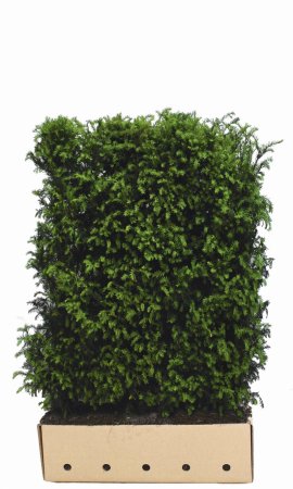 Quick Hedge Taxus baccata hoog 150cm lengte 106 Quick Hedge Taxus baccata hoog 150cm lengte 106