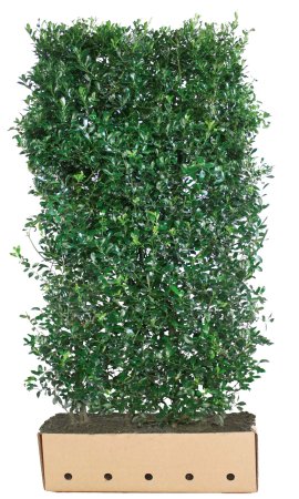 Quick Hedge Ilex meserveae Heckenpracht 180-200 cm  (100x40 cm)